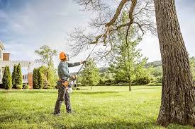 Best Tree Mulching  in Arroyo Seco, NM