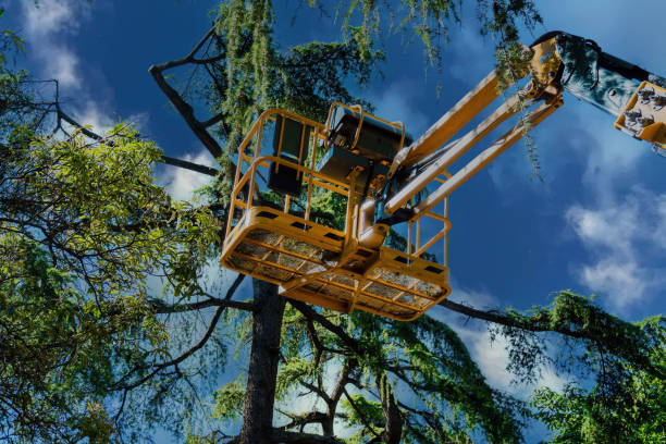 Professional Tree Removal in Arroyo Seco, NM